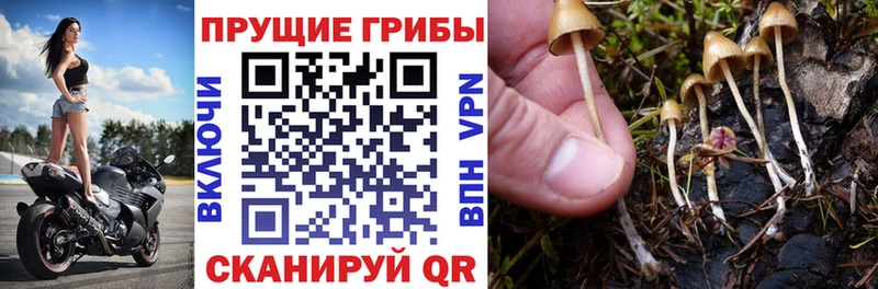 Галлюциногенные грибы прущие грибы  где купить наркоту  даркнет клад  Красноперекопск 