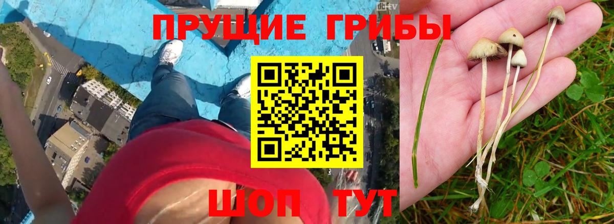 Псилоцибиновые грибы Psilocybine cubensis Красноперекопск